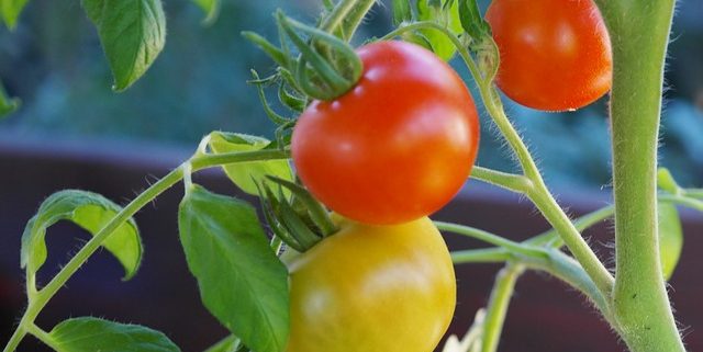 BioResJournal's tweet photo. Effects of experimental parameters on #methaneproduction &amp; volatile solids removal from tomato &amp; pepper #plantwastes.

https://t.co/xfgiwd3X1n
#BioResJournal #anaerobicdigestion #biogas #agriculturewaste #biomass #plantresidues https://t.co/zDtANvgxMR