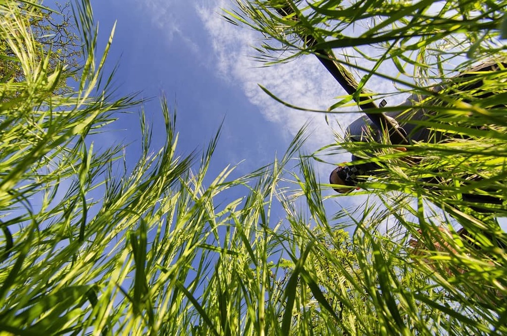 GZawalnicki's tweet photo. Wide angle lens = accidental selfie 😄

#selfportrait #accidentalselfie #wrocław #grass #tv_pointofview #photopoland #spring #lookup #perspective #nikonphotography #d7000 #tokina1116 #tokinalens #unusualperspective #wideangle #fiftyshades_of_nature #n… https://t.co/sNpygRhgsJ https://t.co/gy6nF6NEzN