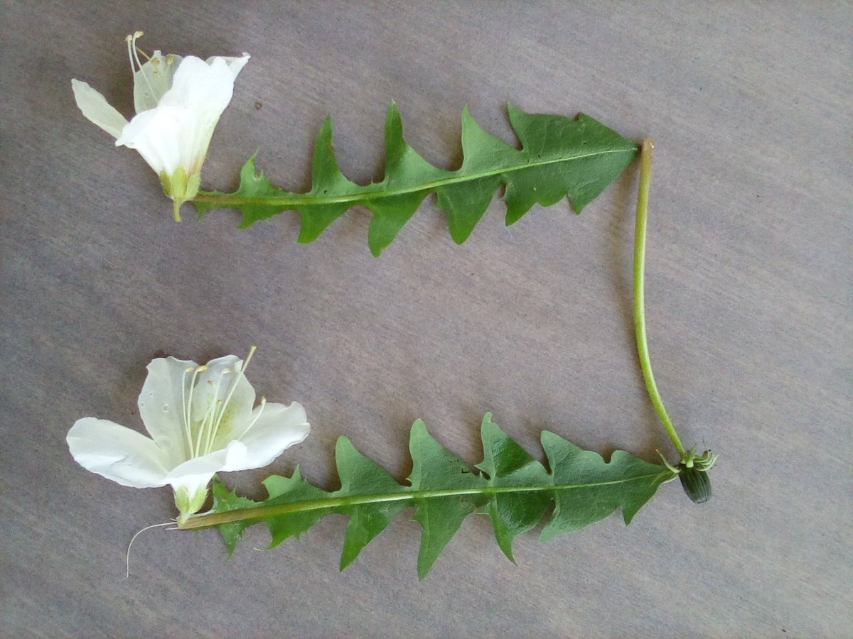 One of the students created some music notes with nature this week! How cool and creative is that?! Nice job, Ethan!! #plumlearns #plummusic