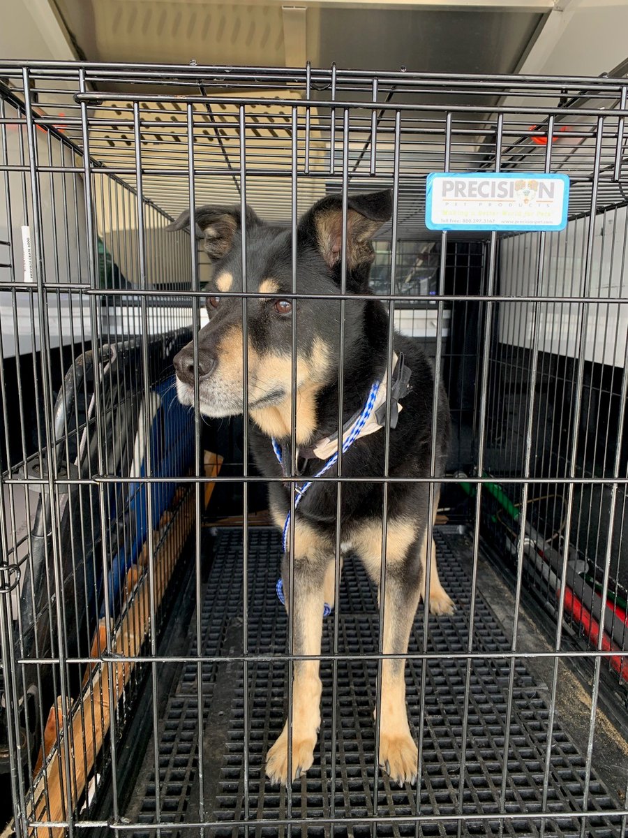 Do you know this dog? Please help us get this dog reunited with his owner(s). AHPD located the dog in the 900 block of N. Chicago. He is an older male wearing a black collar with no tags. He is chipped but it has no registered address. #founddog #arlingtonheights