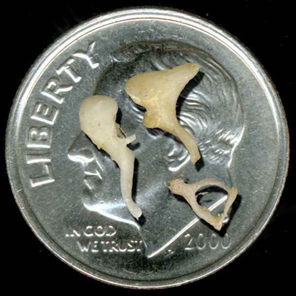 Did you know?... The bones in the middle ear (malleus, incus, and stapes) are called ossicles. They are the body’s smallest bones. All three can fit together on the surface of a dime! #funfactsforBHSM #BHSM2020 <a href="/LHECMES/">Lincoln HeightsECMES</a> <a href="/ASHAWeb/">ASHA</a>