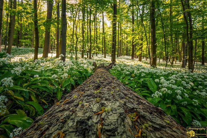 michaharz's tweet photo. Bärlauch im Schimmerwald
Gestern und heute habe ich mal beim Bärlauch im Schimmerwald vorbei geschaut.
Ich wünsche einen schönen Abend.
https://t.co/ly9WhsCDP6
#bärlauch
#nationalparkharz
#schimmerwald
#badharzburg
#eckertal
#harz
#leidenschaft
#fotografieren
#herz
#heimat
#z… https://t.co/WeXRjJQuIR