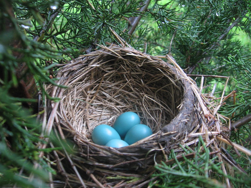 BIRD NESTING STYLES: A CRITICAL REVIEWAmerican robin-Pragmatic-Tidy-Traditional values-Went to the same high school as Martha Stewart