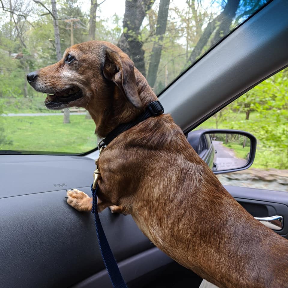 Dog Story tweet media