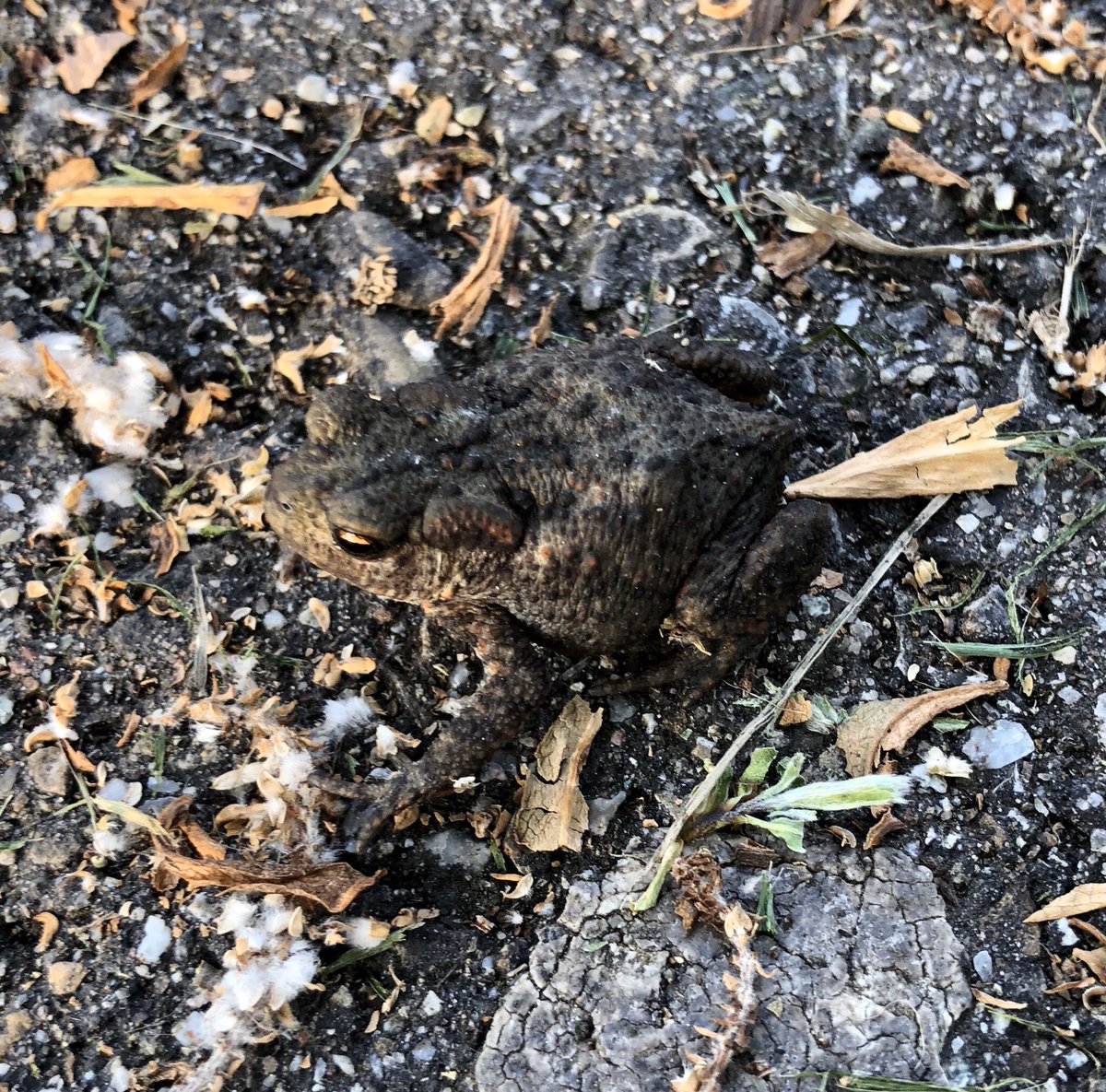 iRepeltje's tweet image. Meestal is het stront wat je ziet op het pad #whilewalking #dagelijkse10kilometer soms is het een kikker en heel soms een gewond baby-vleermuisje. Dus dat deed die roofvogel daar boven het pad😢