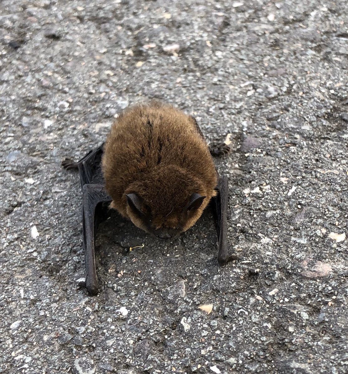 iRepeltje's tweet image. Meestal is het stront wat je ziet op het pad #whilewalking #dagelijkse10kilometer soms is het een kikker en heel soms een gewond baby-vleermuisje. Dus dat deed die roofvogel daar boven het pad😢