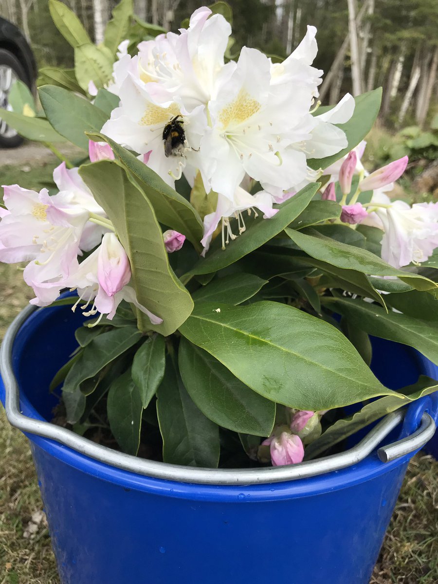 Taimitarhalta äsken haettu alppiruusu osallistui <a href="/yleluonto/">Yle Luonto</a> #pelastapörriäinen -kampanjaan 🙂👍