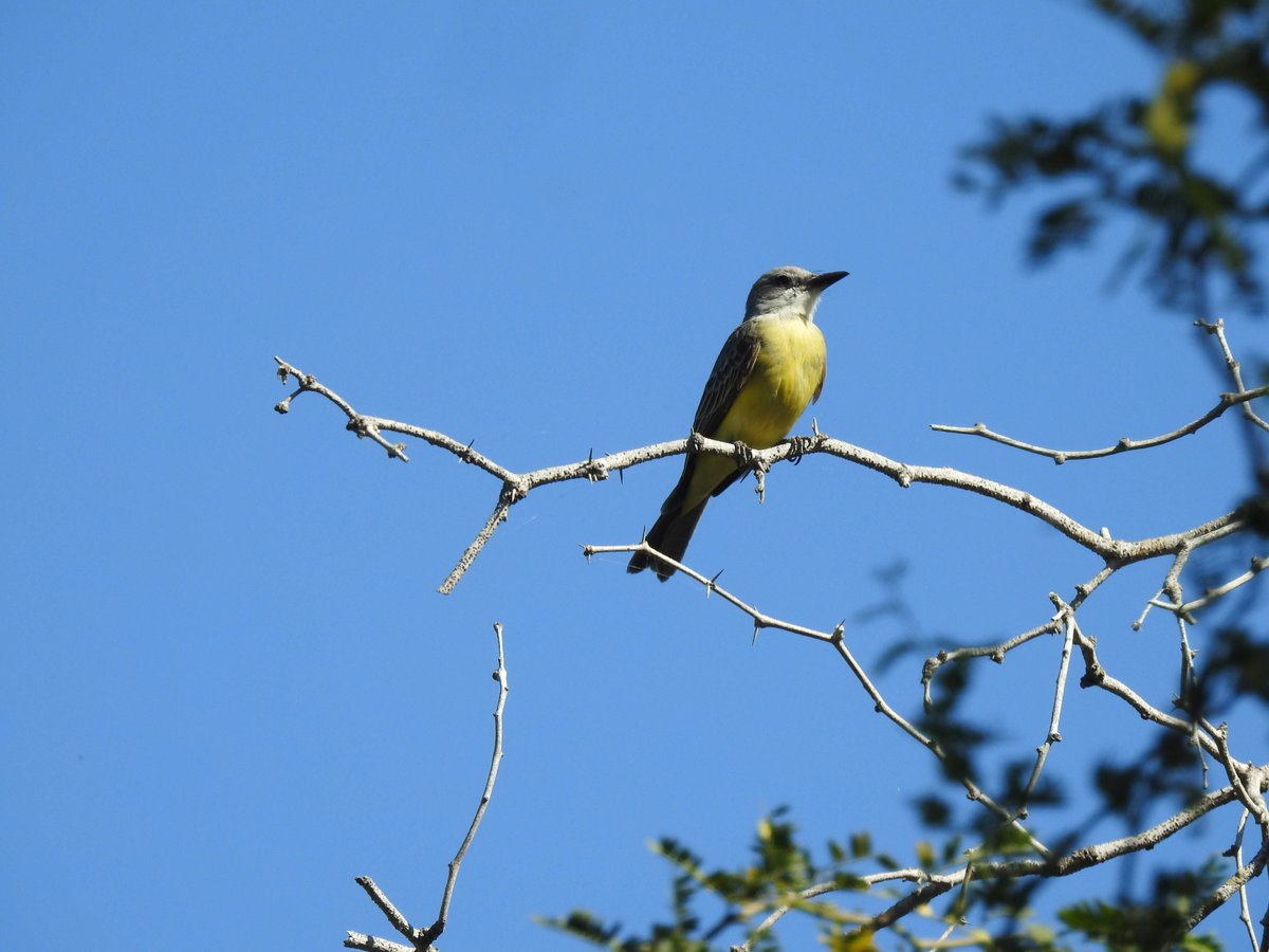 Field Museum tweet media