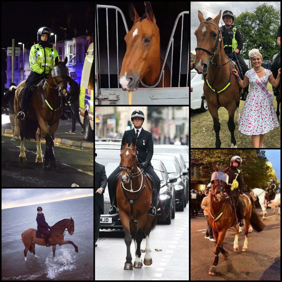 TVP_horses's tweet photo. We are utterly devastated to announce that we have had to have our Gorgeous PH Mallory put to sleep.😪 After ongoing battle with a leg injury which has sadly deteriorated, we had to make the most awful but kindest decision we could for him. 1/2 https://t.co/6LH1eywfzm