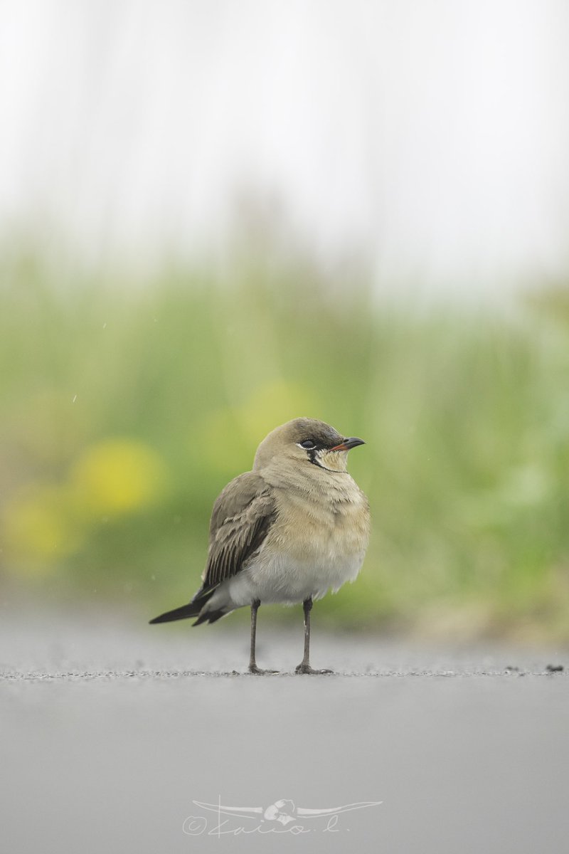 Kaito Imahori 今堀 魁人 春咲旅 Spring Trip 北海道 は5月が春の盛り 道端にはタンポポも咲き その脇にはツバメチドリがいる 花を咲かせ渡る鳥はさらに旅に出た 北の春 色めく季節 北海道 東京カメラ部 ツバメチドリ 野鳥 野鳥好きな人と