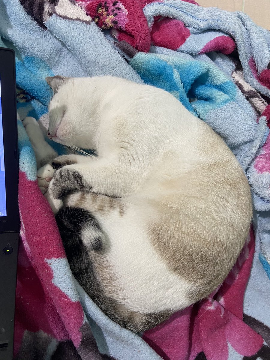 NatyHanssen's tweet photo. eu não tenho condições de lidar com essa bolinha de pelos 🥺🥺🥺🥺🥺 https://t.co/T4ESy1MJEO