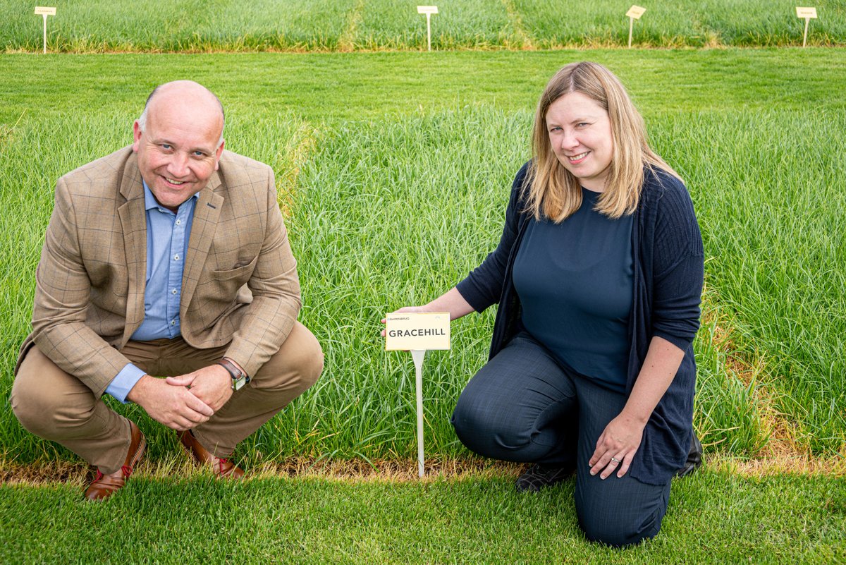 AFBI_NI's tweet photo. .@AFBI_NI bred ryegrass varieties Ballyvoy and Gracehill added to newly released recommended grass &amp; clover lists https://t.co/ZT9fbzk3hU #AFBIscience #AFBIresearch #grass #ballyvoy #gracehill #RGCL https://t.co/yxyyDecG1g