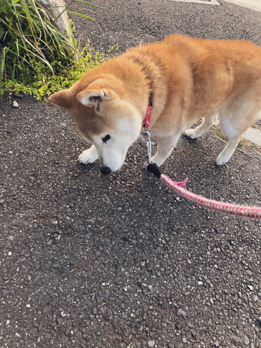 今日のわんこ 実家の柴犬ばあちゃんとお散歩 柴犬ばあちゃん 前庭疾患で斜視があり うちのわんこはそばに来るとビビってるw でも柴犬ばあちゃん元気です ๑ ᵕ ๑ そして さくらんぼ出来てたぁ 愛犬 Chihuahua 柴犬 老犬