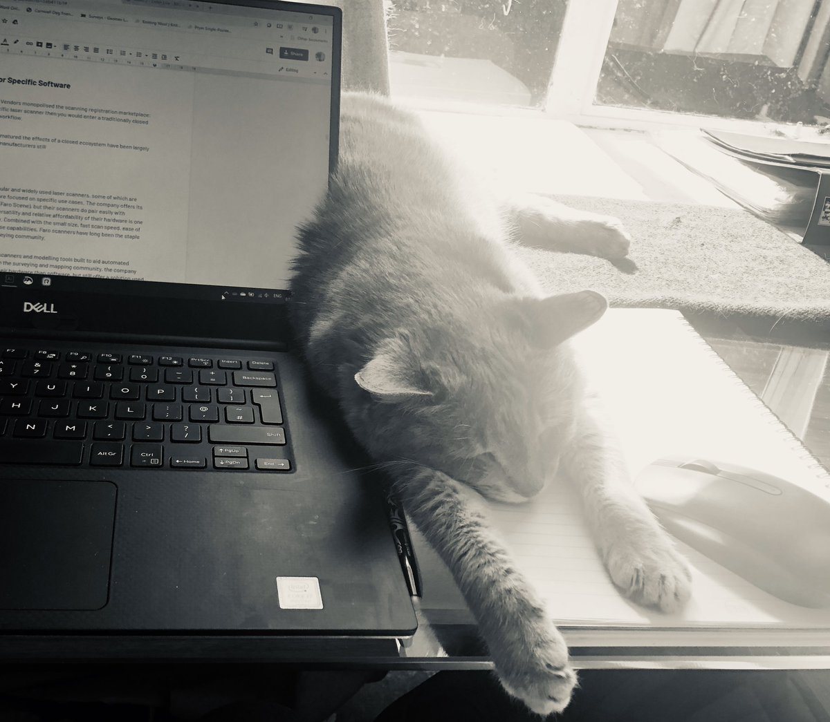 HDSCharlie's tweet photo. Afternoon desk buddy...she rather likes the @CorrevateUK enforced #workfromhome #catandmouse #blogreviews https://t.co/BX3JAQA19m