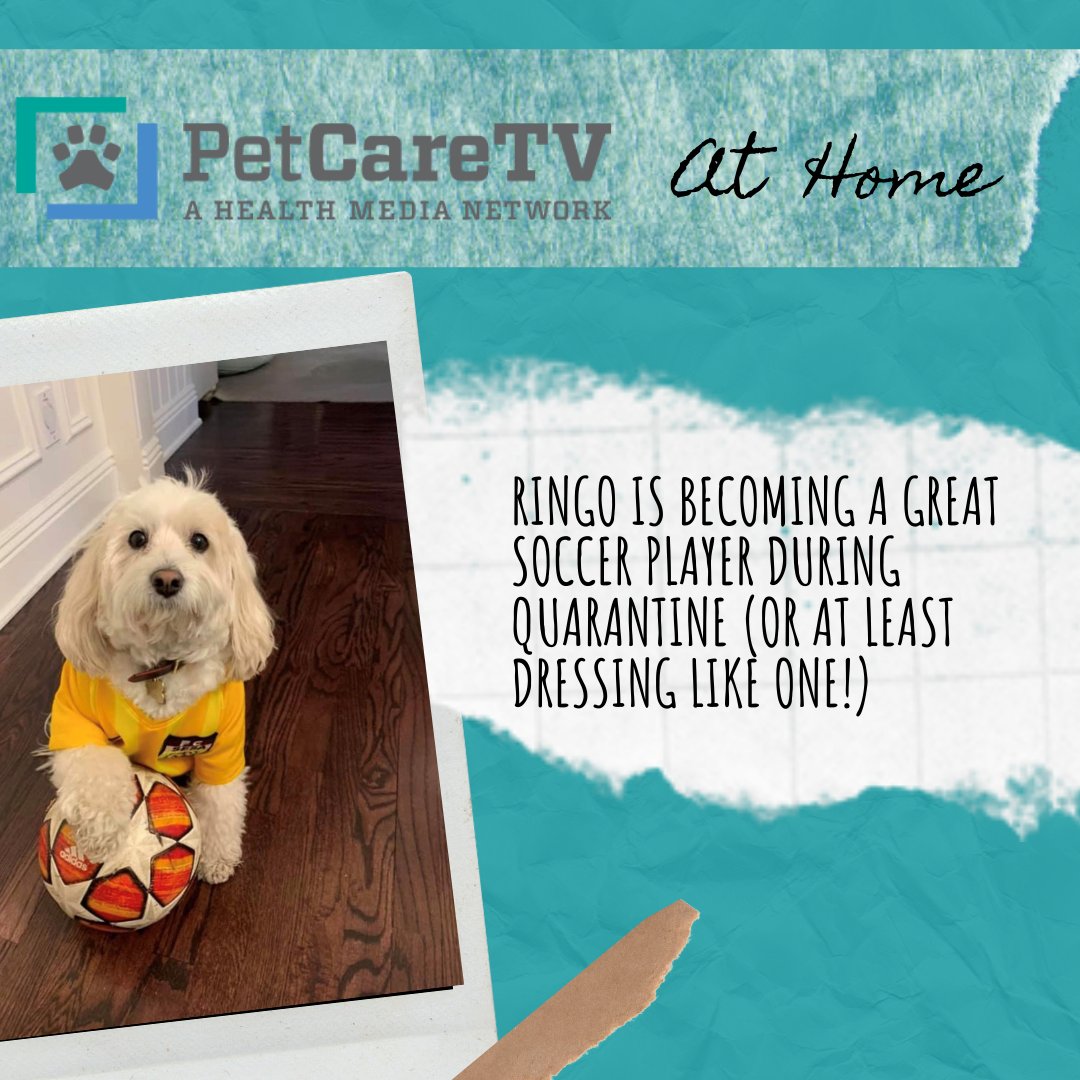 _PCTV's tweet photo. While in #quarantine, EVP of Business Development Carlo Dimarco’s family taught their pup how to embrace his inner soccer star. He can play on our team anytime! Love the team photo. https://t.co/cvfLTEqc6V