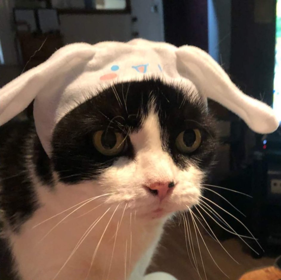 here are some cats in sanrio hats