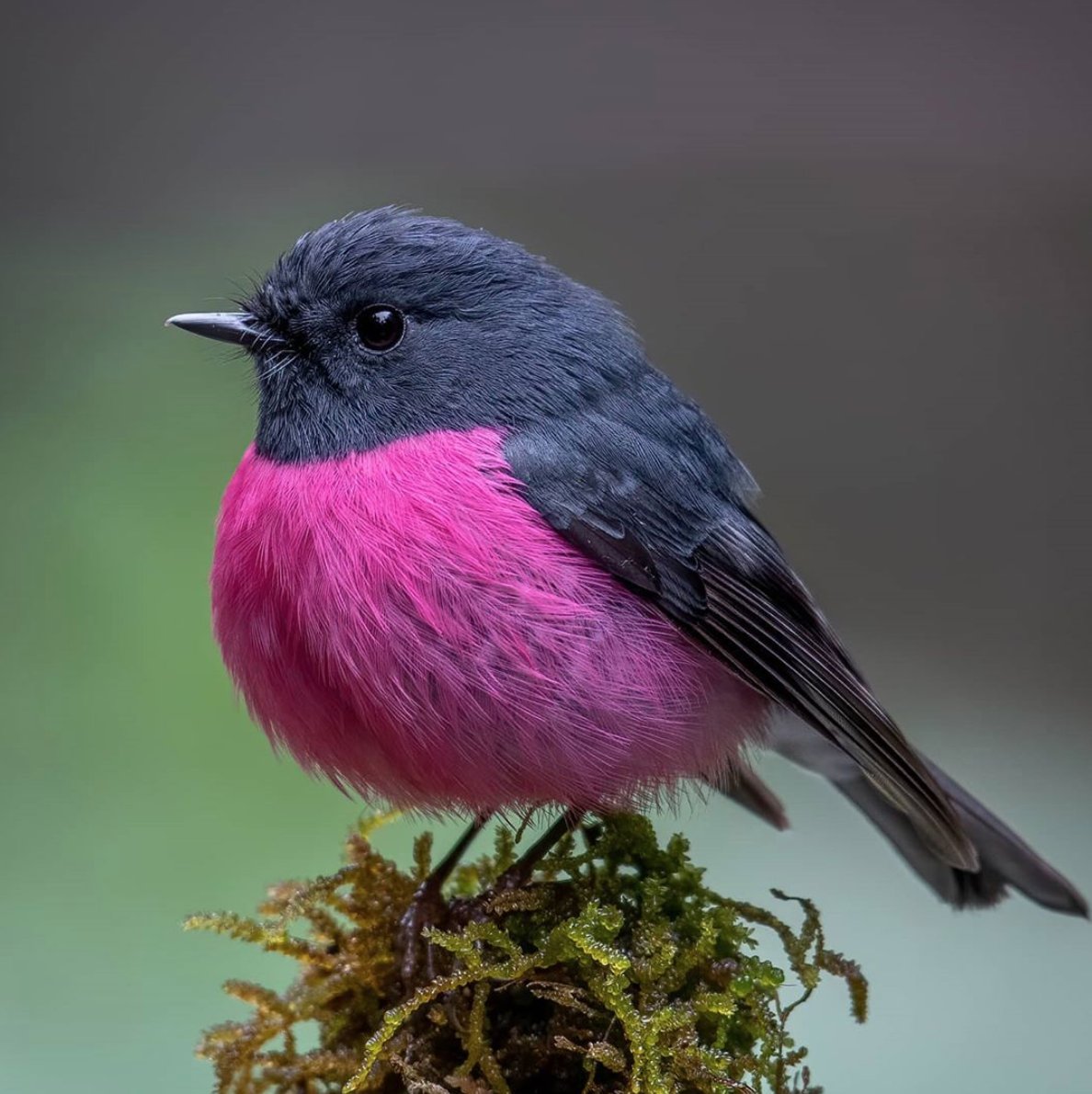Wonderstruck's tweet photo. It's a beautiful day for birdwatching! Here's a thread full of recent feathered friend sightings from around the world.
Have you ever seen a bird as bubbly as this Pink Robin?
πΈ: deepak_karra (IG). https://t.co/Q2GFx4dtKT