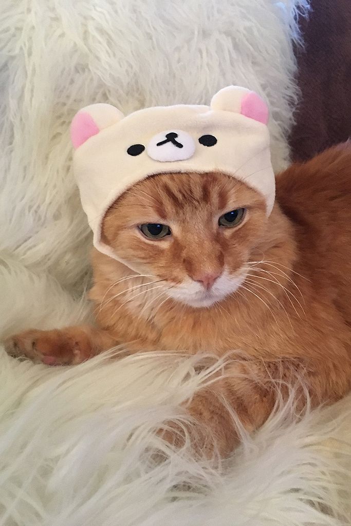 here are some cats in sanrio hats