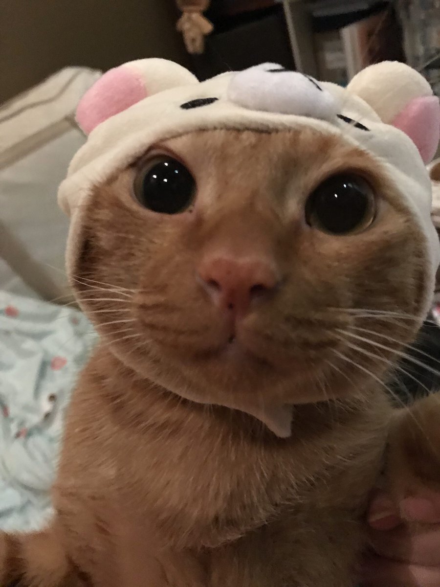 here are some cats in sanrio hats