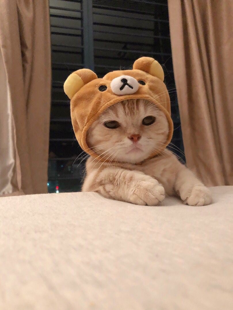 here are some cats in sanrio hats