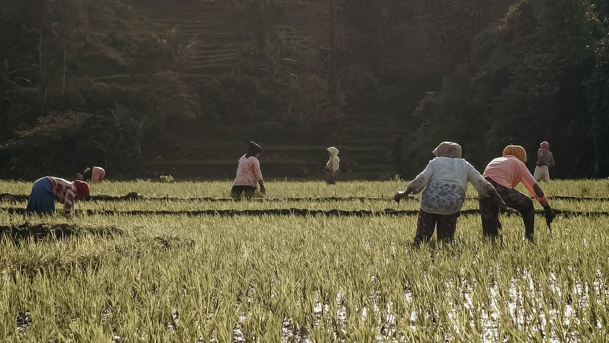 "People have expressed a strong trust in local #farmers, and many policymakers have called for improving the degree of self-sufficiency in #food production."

IPES-Food's <a href="/DeSchutterO/">Olivier De Schutter</a> &amp; @mleach_ids spoke to 
<a href="/just_food/">just-food.com</a> on the possible effects of #COVID19.

just-food.com/analysis/how-c…