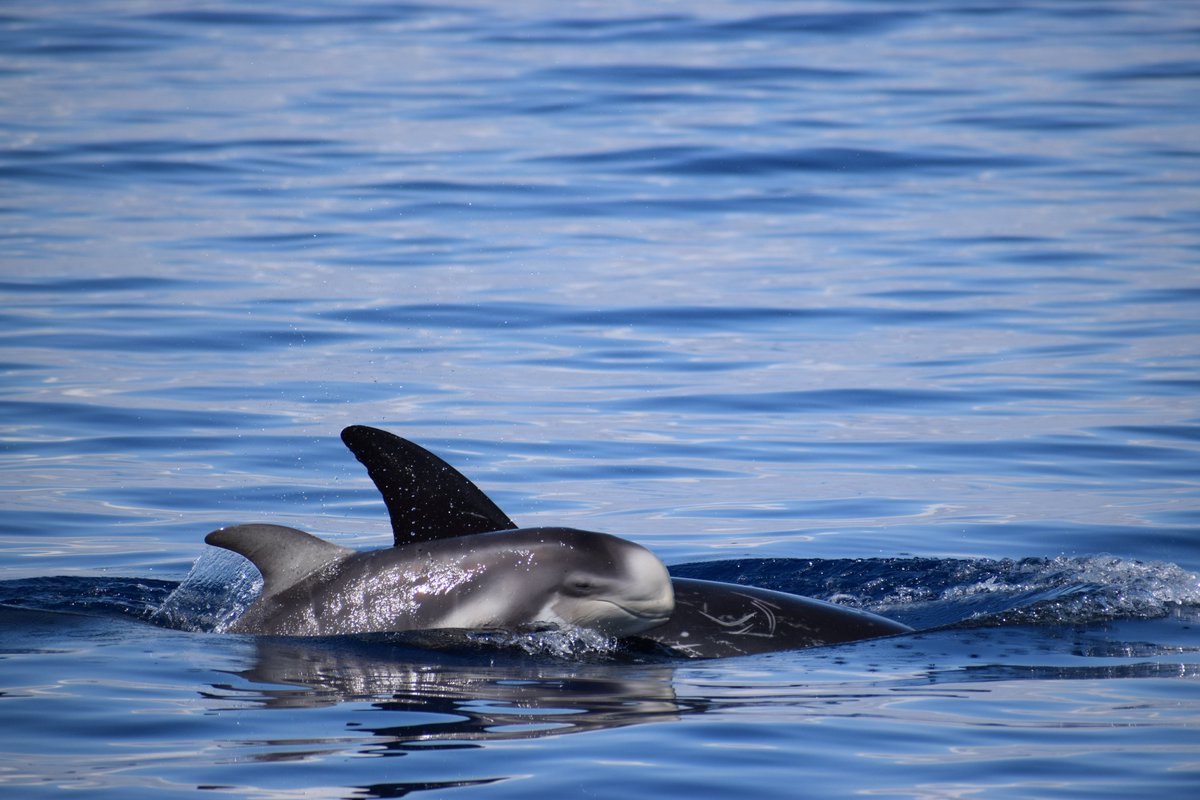 JonianDolphin's tweet photo. KETOS - Protected area for the cetaceans in the Ionian Sea 

JDC Original footage
Follow us on https://t.co/tjJSfxtbln

#Ketos #ResearcherForADay #Cetaceans #Dolphins #GulfOfTaranto #IonianSea #CitizenScience #MarineBiology #MarineLife #SayNoToCaptivity #EcosistemaTaranto https://t.co/Z6I7FoRg7z