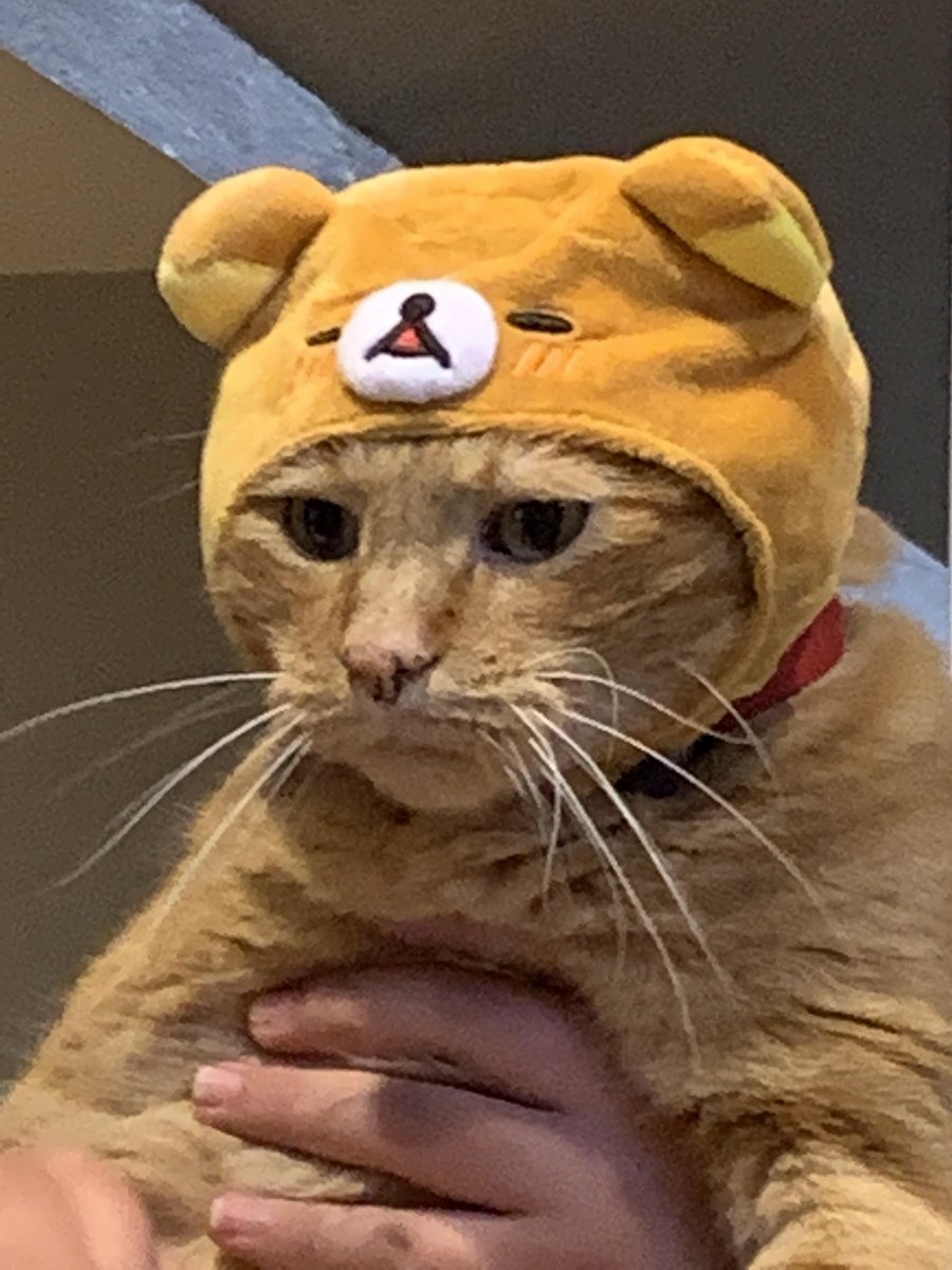 here are some cats in sanrio hats