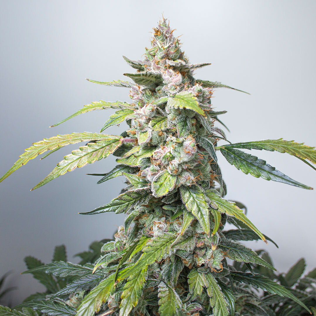 DutchPassion_'s tweet photo. A beautiful shot of one of our fruitiest autoflowers. The famous Auto Orange Bud! 🍊🍊🍊
#AutoOrangeBud #OrangeBud #AutoDaiquiriLime #auto #autoflower #autoflowercommunity #autoflowerseeds #autoflowering #autoflowers #sativa #headrush #headhigh #active #activehigh https://t.co/wuXxzverS3