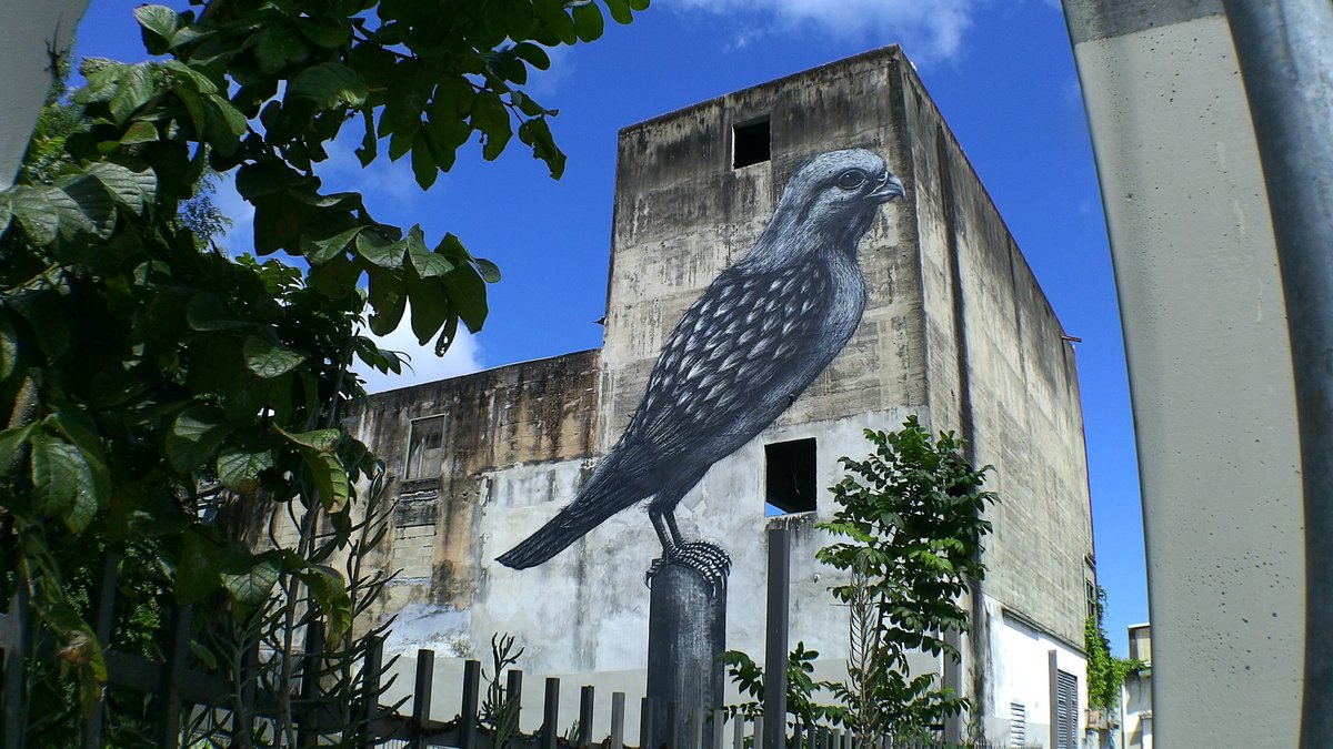NDeransy's tweet photo. #Roa #streetart #puertorico https://t.co/usFQwDW3Za