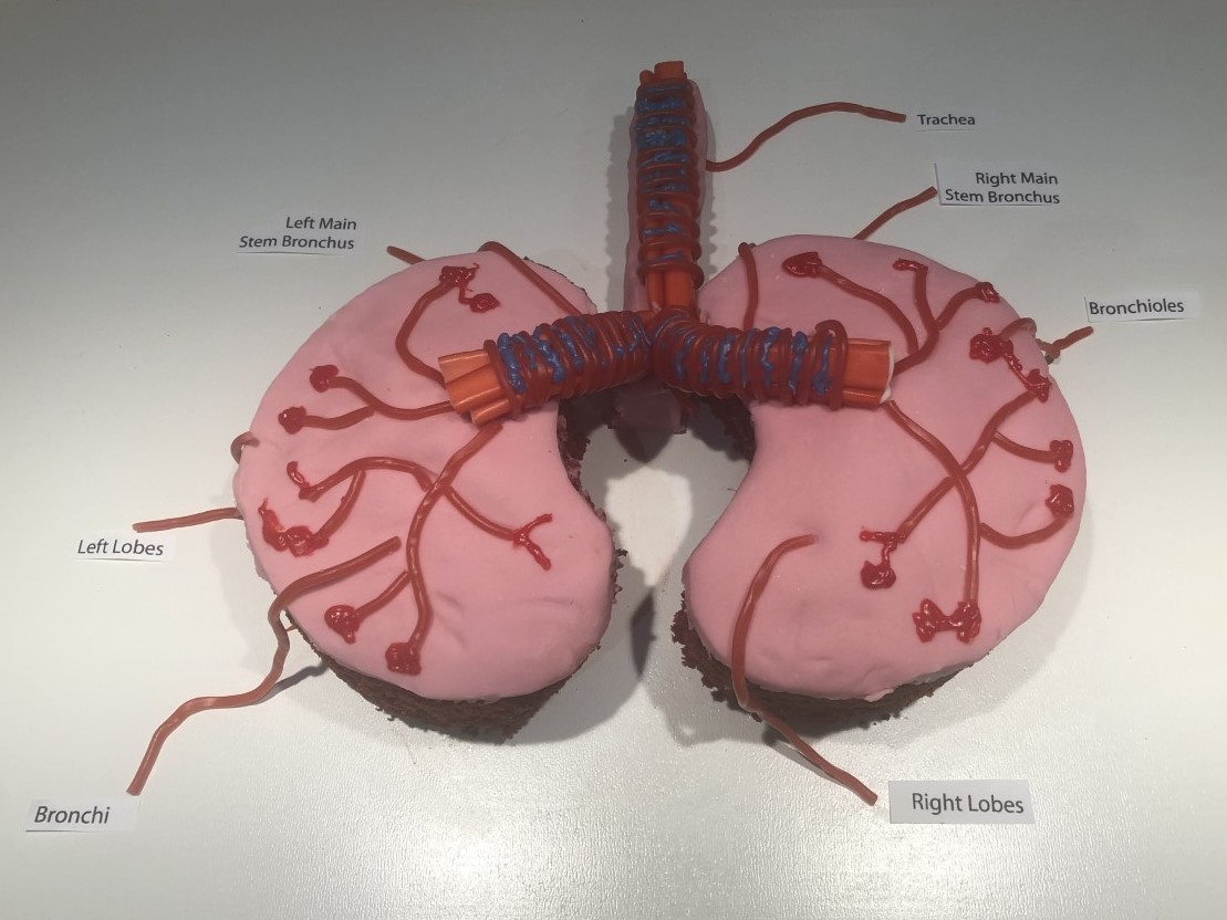 CongletonHS's tweet photo. Let's start the Bank Holiday weekend with a photo of cake! Y9 Charlotte T baked an amazing cake model of the lungs as part of her Human Body Project for Mrs Fitzsimmons. It was very accurate and well labelled - but best of all, it was cake. Did we mention it was made from cake? https://t.co/ZE1AFkQR9C