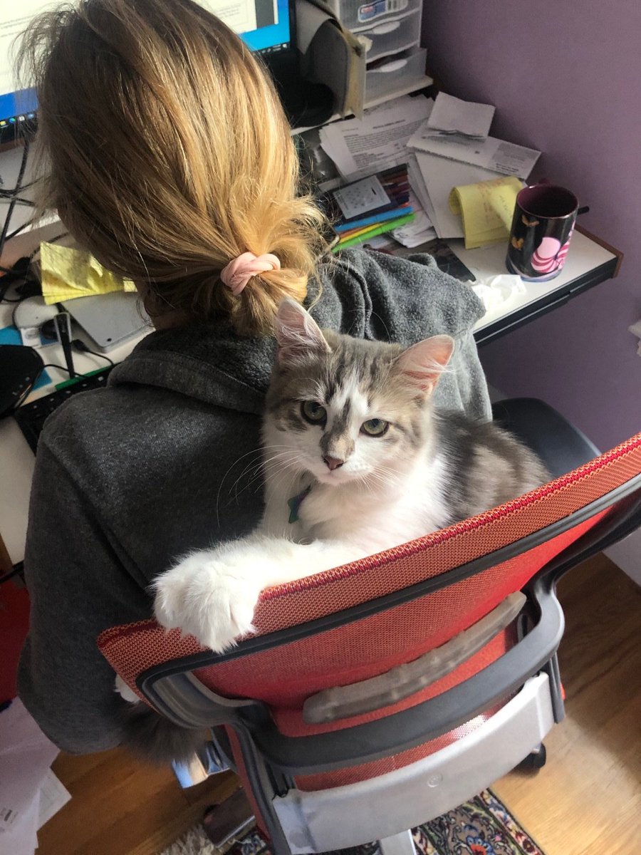 wbranchelliman's tweet photo. Getting help this morning as I work on coding & classifying #COVID19 treatment protocols from around the world. I wonder what her thoughts are about the #implementatiom variation? #siberianforestcat @SHEA_Epi @vahsrd @VA_CHOIR https://t.co/EvqRy4q5Nq