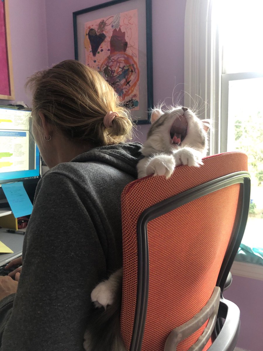 wbranchelliman's tweet photo. Getting help this morning as I work on coding & classifying #COVID19 treatment protocols from around the world. I wonder what her thoughts are about the #implementatiom variation? #siberianforestcat @SHEA_Epi @vahsrd @VA_CHOIR https://t.co/EvqRy4q5Nq