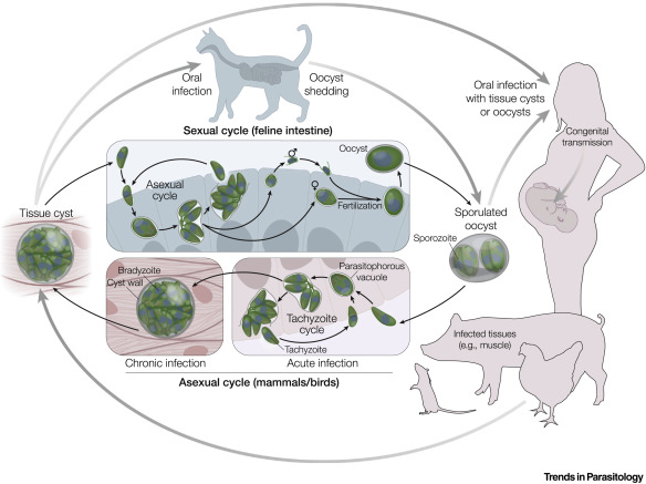 toxoplasmosis tünet)