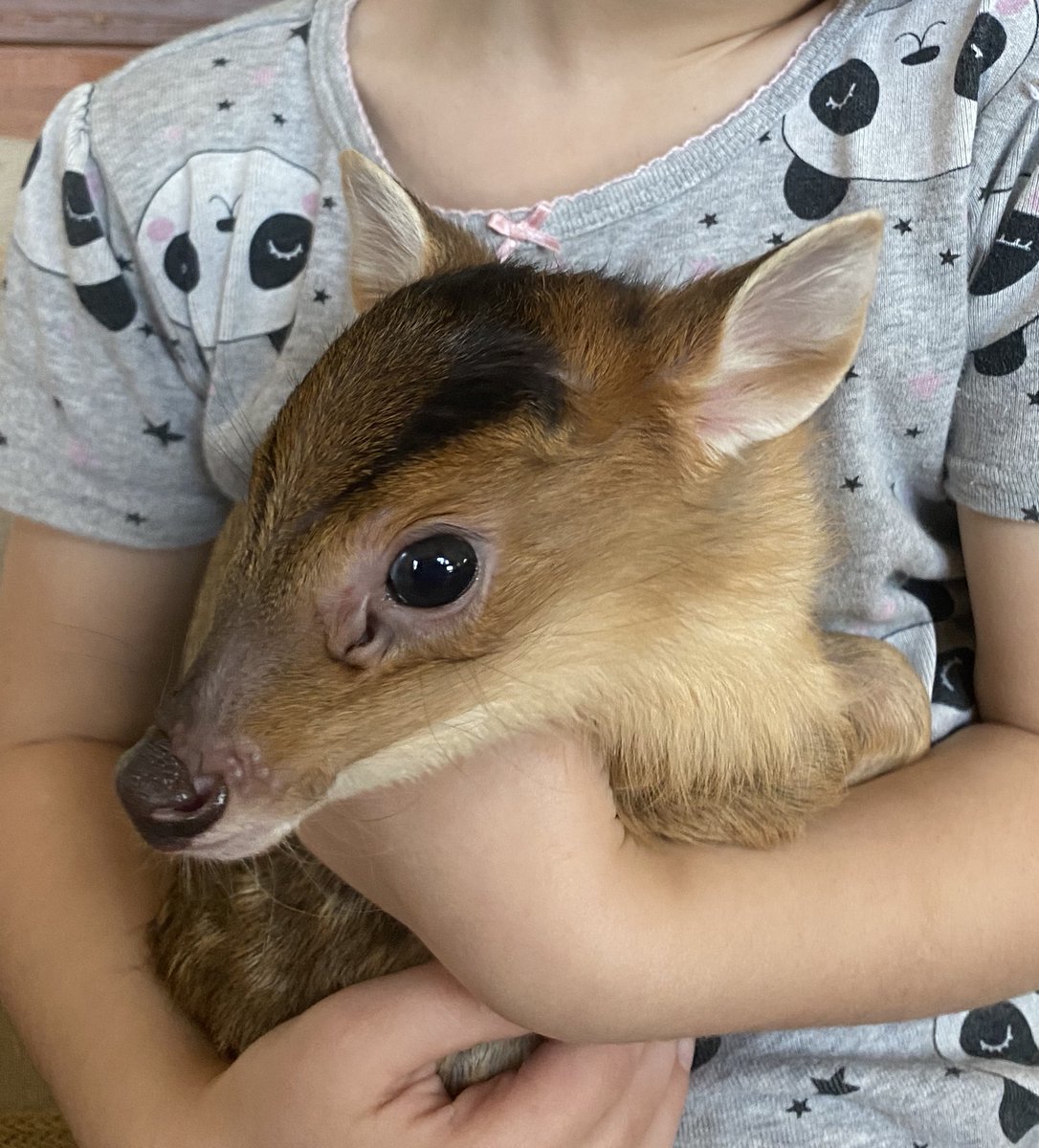 plzoobranson's tweet photo. Look at this cutie just born at the zoo! Can anyone guess what species this is? Go VIP and meet cuties like this during the small animal VIP tour! https://t.co/rkMfsYbLEa https://t.co/hysN3J5icW