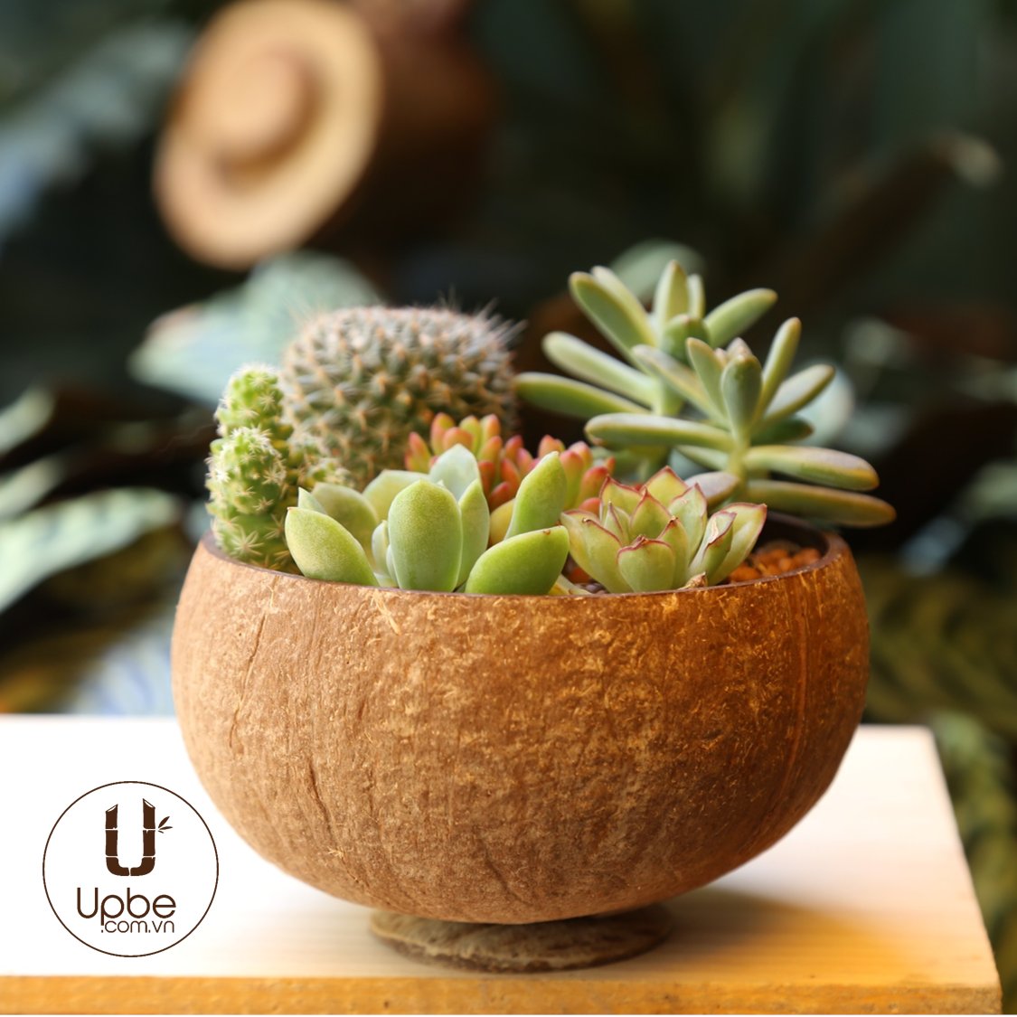 UpbeVietnam's tweet photo. Help save the enviroment by substituting for a better option. Coconuts are an all natural and sustainable option to use instead of going with plastic. These pots offer a new dimension on old and new designs. #Coconut #organic #environmentallyfriendly https://t.co/Kb2VsUsi6O
