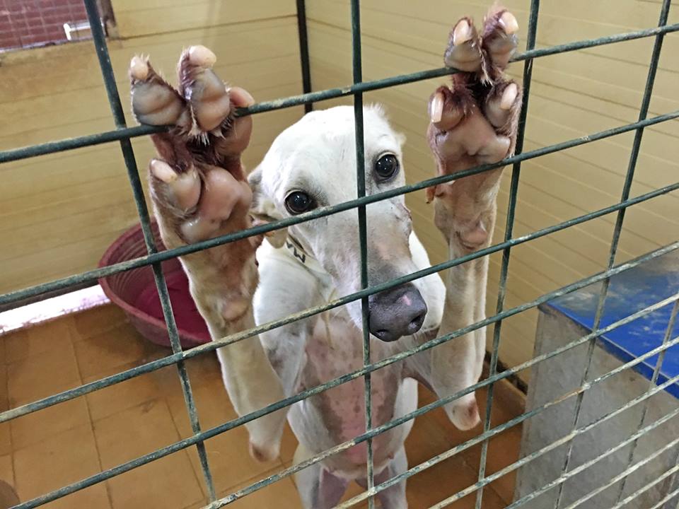 Onze beleidsmedewerker Ingeborg Sinke was in maart nog in Spanje, tijdens de eerste week dat de noodtoestand in het land gold. Ze vertelt ons over de uitdagingen die opvang Galgos del Sol momenteel het hoofd moet zien te bieden. Lees het op onze site: dutchgalgolobby.org/spaanse-shelte…