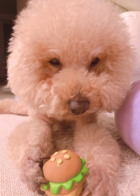 👅🍔 https://t.co/ylFvXR2YLr