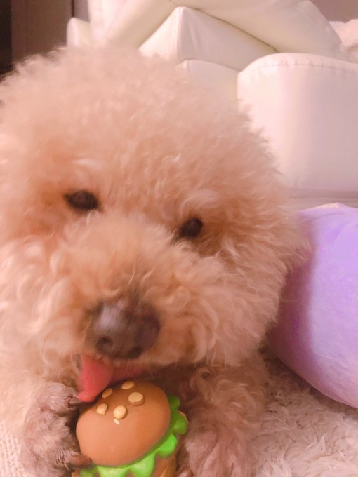 👅🍔 https://t.co/ylFvXR2YLr