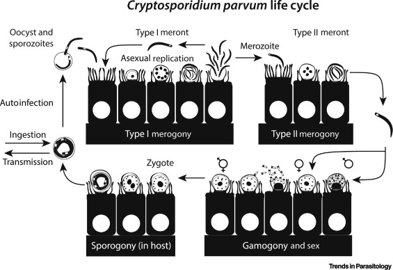 TrendsParasitol's tweet photo. Check out our Parasite & Vector of the Month collection at https://t.co/Uzo88NXwE2
14. Cryptosporidium parvum https://t.co/Cb8qst1sV4 @striepenlab @jayvtandel @Penn #Diarrhea #ParasiteOfTheMonth #VectorOfTheMonth
Which parasite or vector do you want to see next? https://t.co/5f3ooVuNRv