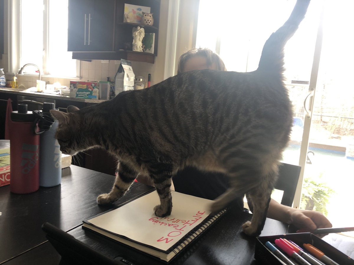 McMacCat's tweet photo. Jewel took over homeschooling.. working out great! #bigcat #needsloveallthetime https://t.co/lmcIrGs39B