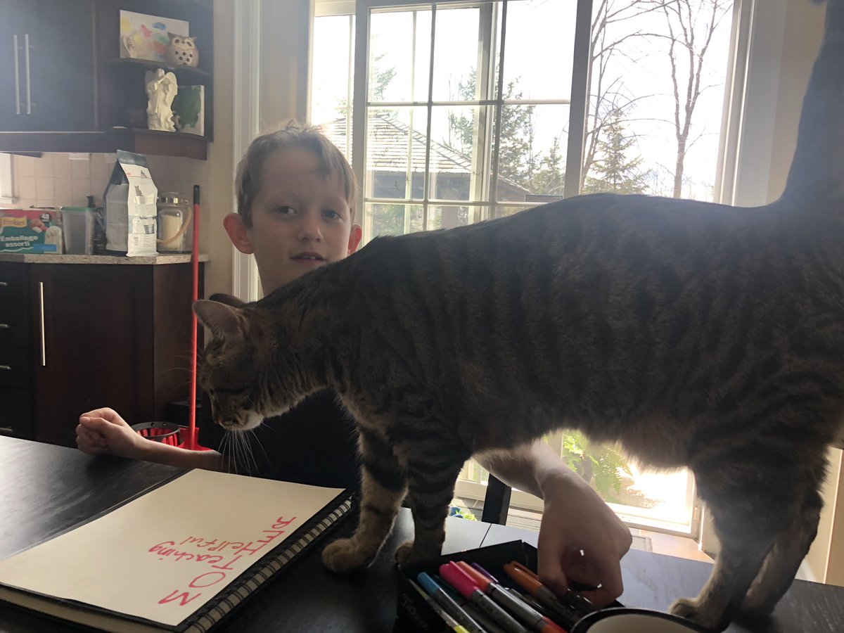 McMacCat's tweet photo. Jewel took over homeschooling.. working out great! #bigcat #needsloveallthetime https://t.co/lmcIrGs39B