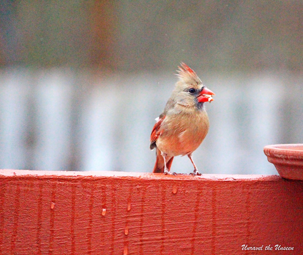 <a href="/CanonUSAimaging/">Canon USA Corp.</a> @georgedlepp Northern Cardinal, having her breakfast.

#CanonColorChallenge
#CanonExplorerOfLight @georgedlepp