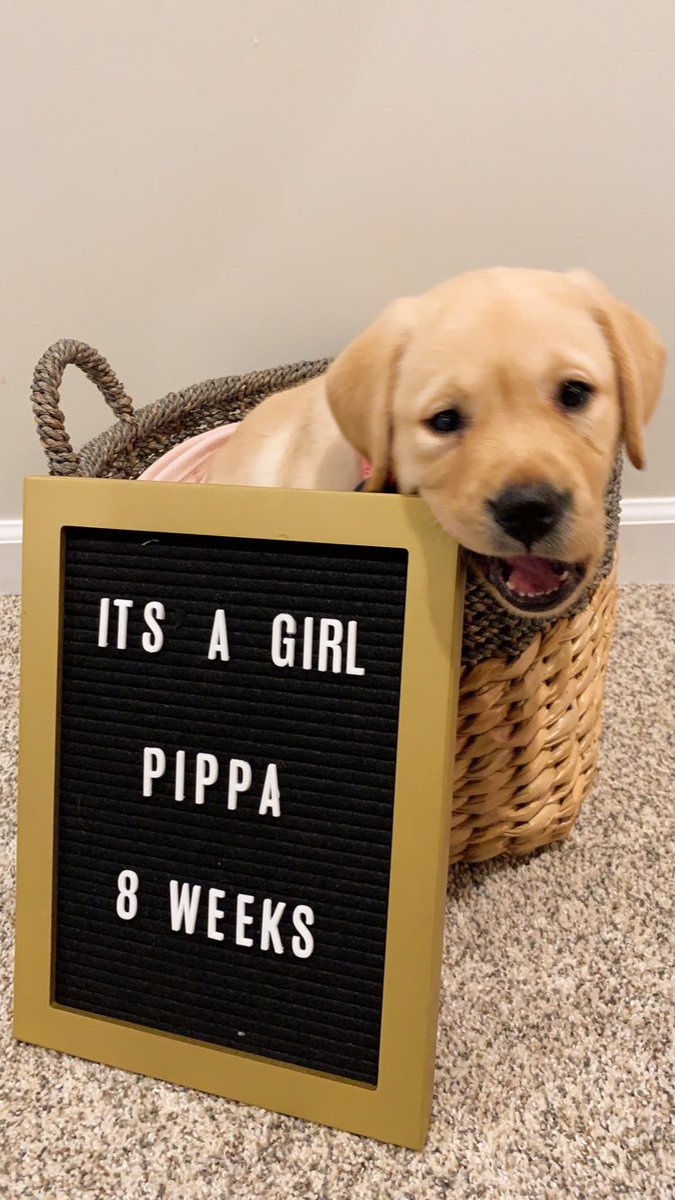 alash929's tweet photo. *some personal news* when life gives you 🍋s, get a 🐶? https://t.co/IL9Pg8mucV