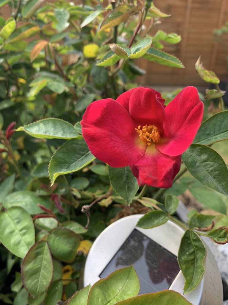 historyjkb's tweet photo. It’s as though my Talbot House rose knows something special is happening tomorrow. Good luck @GeorgeSutherl on your walk for the wonderful @TalbotHousTubby https://t.co/Nla69uyNec #standwithtalbothouse #walkwithgeorge https://t.co/tzpAfRYsPM