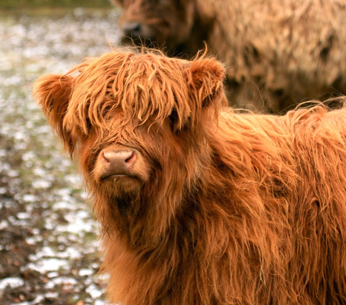 USUAggies's tweet photo. Fluffy cows. That is all. #USUAggies https://t.co/ci6cDOWNzd