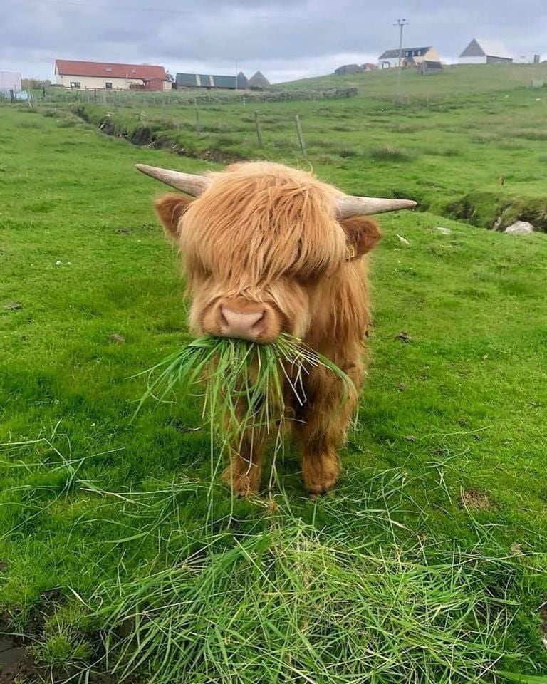 USUAggies's tweet photo. Fluffy cows. That is all. #USUAggies https://t.co/ci6cDOWNzd