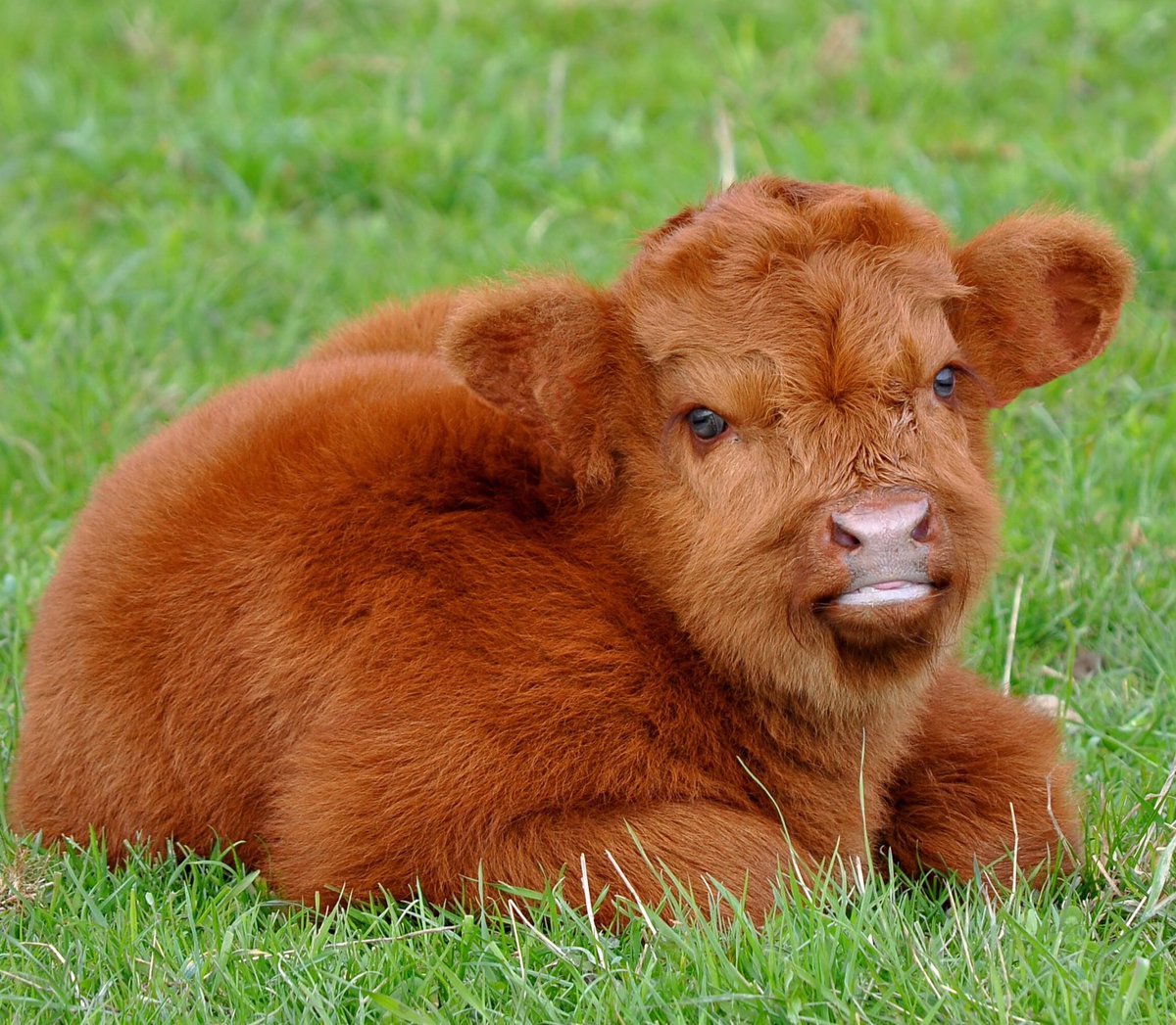 USUAggies's tweet photo. Fluffy cows. That is all. #USUAggies https://t.co/ci6cDOWNzd