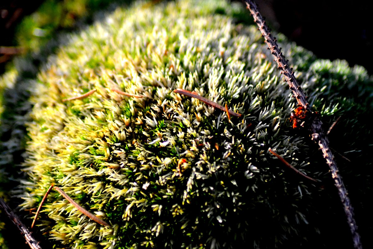 sweps91's tweet photo. Green

#green #macro #macrophotography #nature #naturephotography #zoom #zoomphoto #photo #photos #images #pictures #wallpapers #background #planet #earth #planetearth #micro #world #macroworld #forest #forestphotography #eco #photography #natureart #natureworld #documentary https://t.co/MzHTsKg1oE