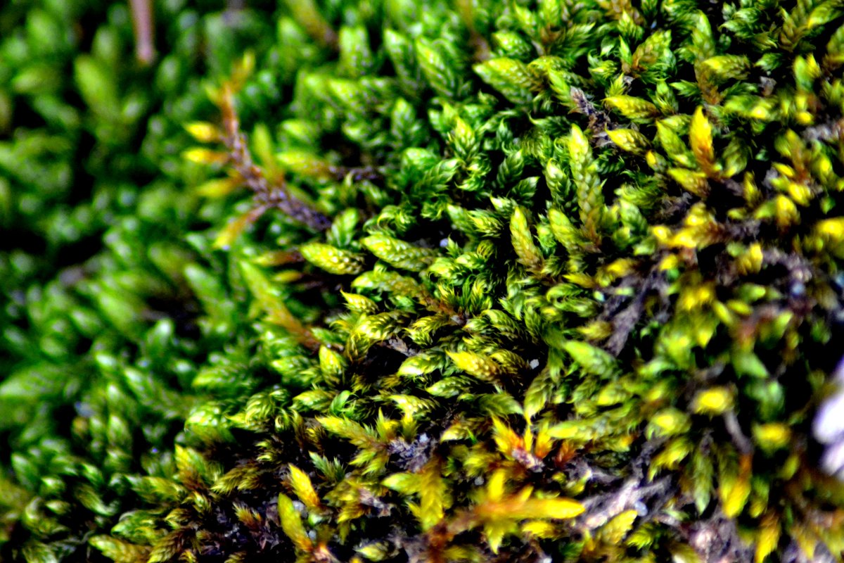 sweps91's tweet photo. Green

#green #macro #macrophotography #nature #naturephotography #zoom #zoomphoto #photo #photos #images #pictures #wallpapers #background #planet #earth #planetearth #micro #world #macroworld #forest #forestphotography #eco #photography #natureart #natureworld #documentary https://t.co/MzHTsKg1oE