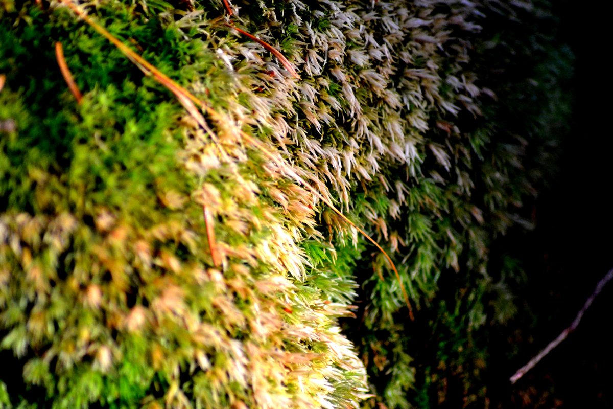 sweps91's tweet photo. Green

#green #macro #macrophotography #nature #naturephotography #zoom #zoomphoto #photo #photos #images #pictures #wallpapers #background #planet #earth #planetearth #micro #world #macroworld #forest #forestphotography #eco #photography #natureart #natureworld #documentary https://t.co/MzHTsKg1oE